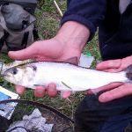 Unlocking the Severn - for fish and people