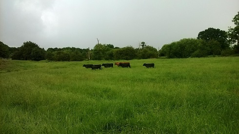 Topped field with 7 Dexter cows.jpg