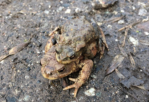 Toad.jpg