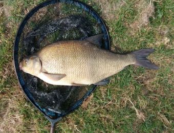 Unexpected bream at Pool Quay