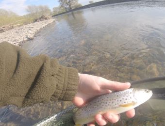 Catches - Forden trout