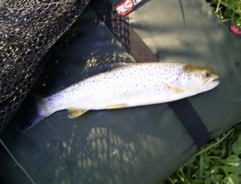 Upper Severn brown trout.