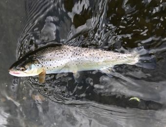 Catches - Another Forden trout.