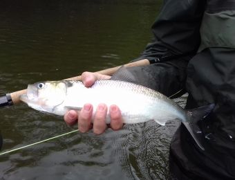 Stacklands twaite shad