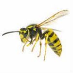 Eckington wasps