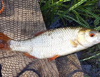 What's being caught here - Just had a few hours at Nordley with my little lad, he had 5 roach and I ended up with a 2.5lb roach July 2017. Nick Oakley