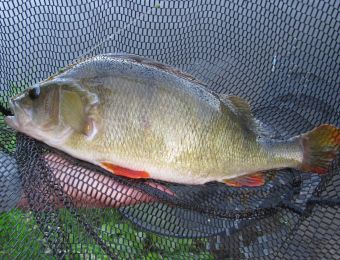 What's being caught here! - 3lb perch, Kinlet October 2016, Martin from New Zealand, friend of Yorkie.