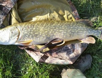 What,s caught here - Pike Feb 2016