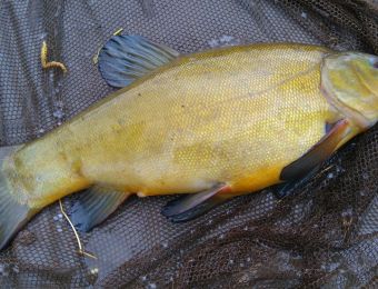 What's being caught here -  tench, caught by Meatman on 21st May 2016