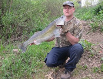 What's being caught here - 12lb2oz Zander by Glen Irwin May 2016