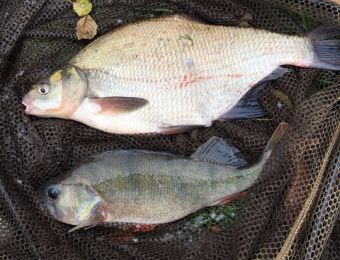 Astwood Flights, Worcester Canal catches.