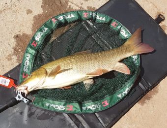First Barbel