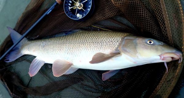 Boxing Day barbel.